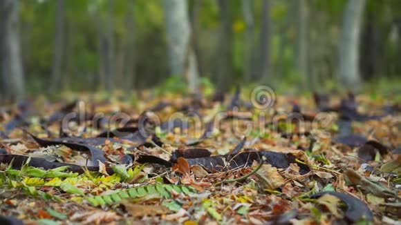 相思种子在地上落下树叶和棕色的相思种子覆盖了整个地球视频的预览图