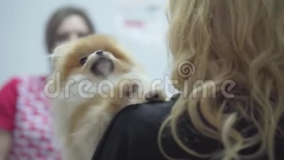 金发女人抱着小波美拉尼亚斯皮茨害怕在兽医诊所里接种疫苗伤口视频的预览图