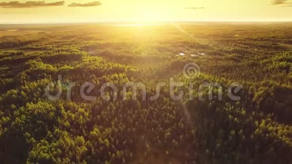 航拍三生态林夕阳美照森林保护拯救生物和自然的理想背景视频的预览图