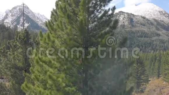 一个流畅的无人机电影拍摄雪山山鸟瞰一个雪山峰在树或松树后面飞翔视频的预览图