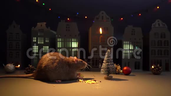 家养的小老鼠正在节日背景的圣诞树附近吃东西视频的预览图