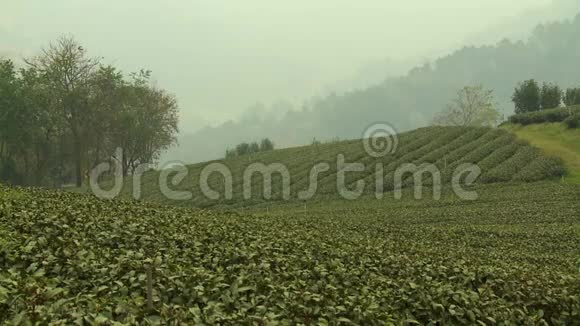 一个多雾的农场的茶丛视频的预览图