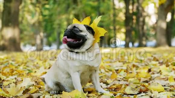 秋天阳光明媚的森林里一只狗狗坐在黄叶上戴着一条叶子项链视频的预览图