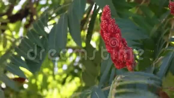 热带树花蓝天视频的预览图