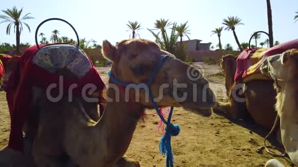 4K视频密闭驼与马鞍在伯伯风格这只动物躺在撒哈拉沙漠沙地上的棕榈树林里视频的预览图