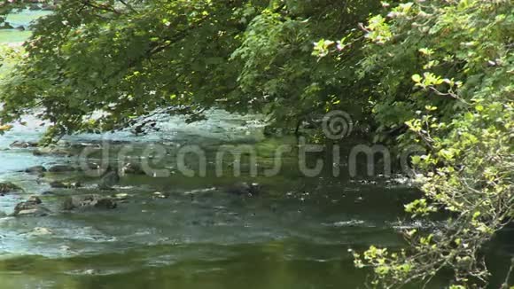 溪水在树下流淌视频的预览图