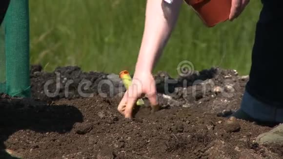 一个人在花园里挖挖石头视频的预览图