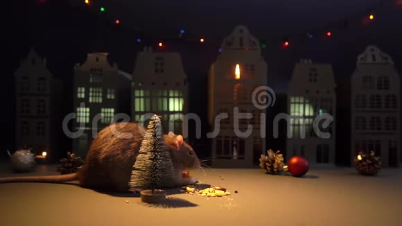 可爱的家鼠正在节日背景的圣诞树附近吃东西视频的预览图
