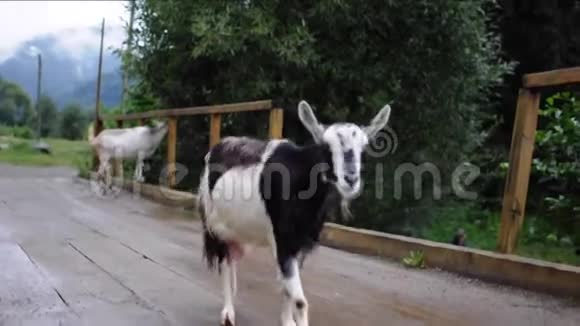 多形的山羊穿过大桥闻着摄像机视频的预览图