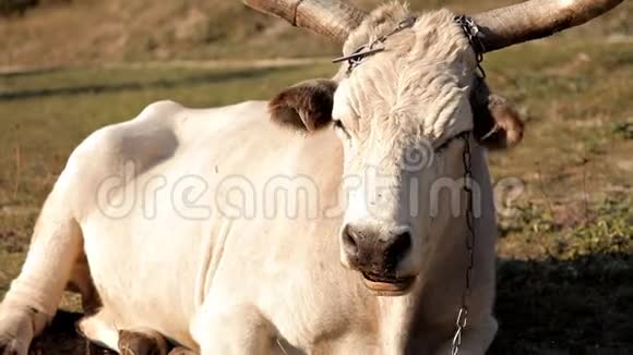 绿茵草地上的白牛视频的预览图