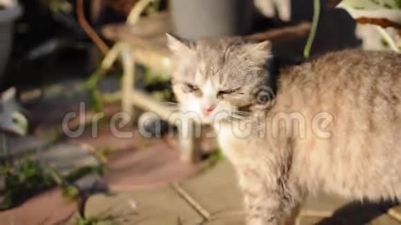 太阳落山的时候老猫在院子里打哈欠和舔视频的预览图