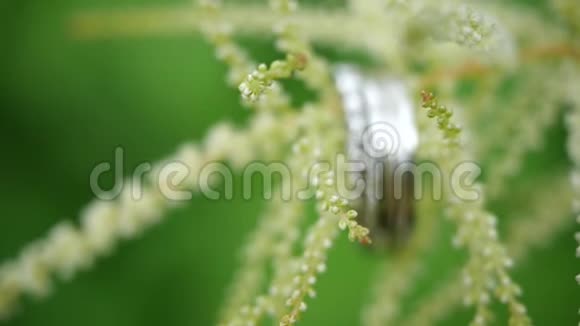 银婚戒指压在一朵绿花上美丽的结婚戒指压在一朵美丽的花的茎上视频的预览图