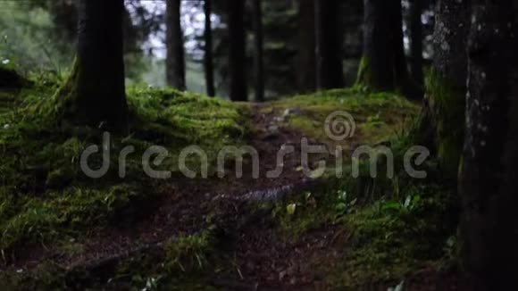 在黑暗的森林里下雨被苔藓覆盖的地球视频的预览图