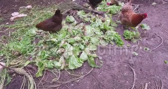 小鸡和一只小鸡在一个小农场吃绿色植物和沙拉视频的预览图