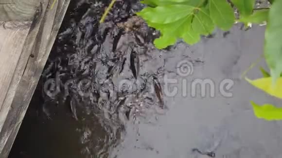 一只小鲤鱼挤着吃面包屑视频的预览图