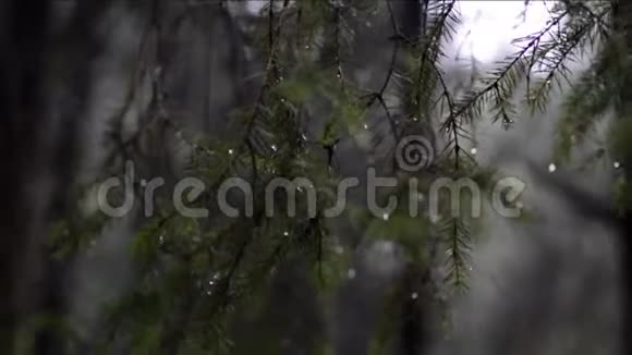 森林里的雨滴把冷杉树收起来有人在树上抽搐水滴落下来视频的预览图