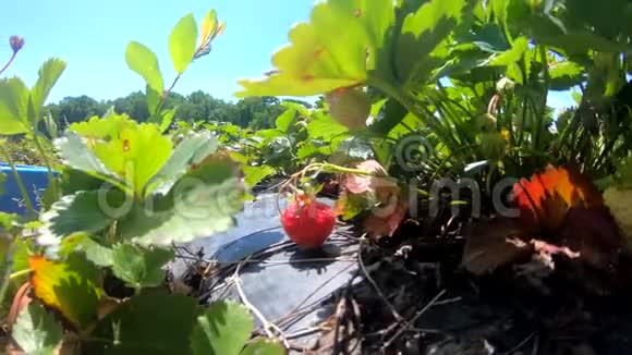 树上的新鲜草莓在花园里视频的预览图