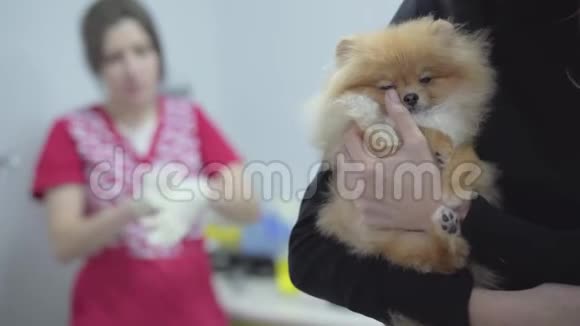 女子手牵着小狗波美拉尼亚斯皮茨在兽医诊所等候体检伤口视频的预览图