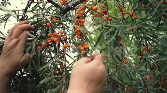 女人从树枝上收集沙棘浆果视频的预览图