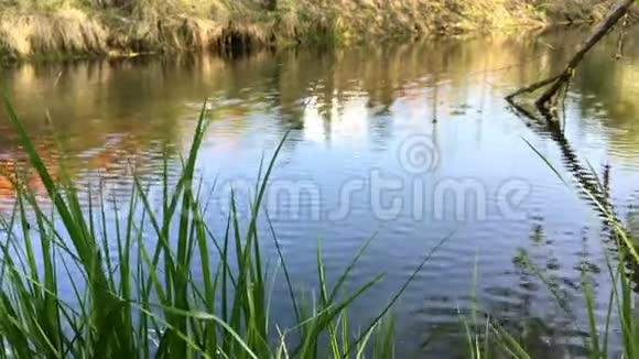 宁静的湖面河畔有柔软的涟漪和青草水面池塘或沼泽上的涟漪和倒影视频的预览图