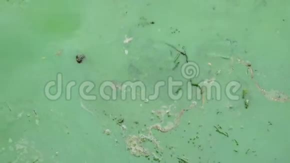 乌龟头用海藻从水中伸出视频的预览图