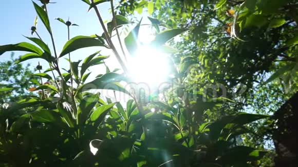 牡丹花苞在太阳的背景上视频的预览图