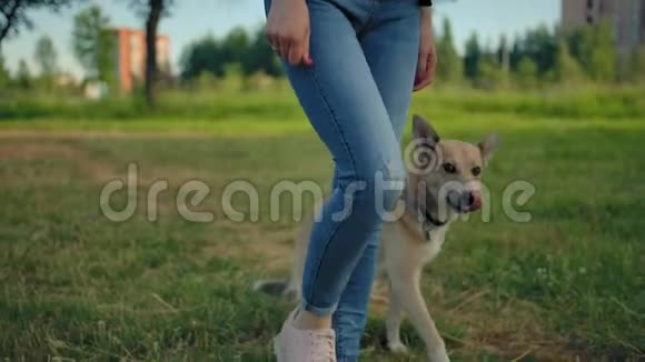 一只没有皮带的狗正走在它无法辨认的情妇旁边视频的预览图