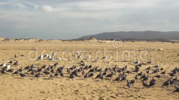 沙滩和成群的鸟海鸥群瓜达卢佩尼波莫沙丘国家野生动物保护区加利福尼亚视频的预览图