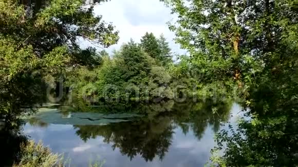 俄罗斯森林中的湖泊视频的预览图