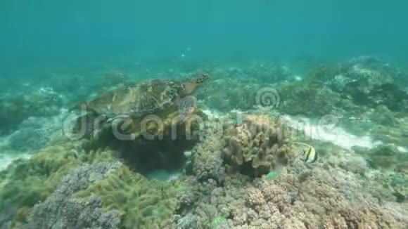 水下拍摄的珊瑚礁海洋生物与绿色海龟和鱼视频的预览图