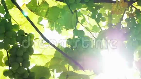 日落时的浆果和葡萄叶的特写带有透镜耀斑和太阳光的葡萄视频的预览图