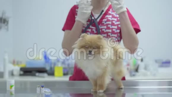 不可辨认的护士穿着彩色医用礼服用听诊器检查小狗波默尼亚斯帕斯的心脏跳动视频的预览图