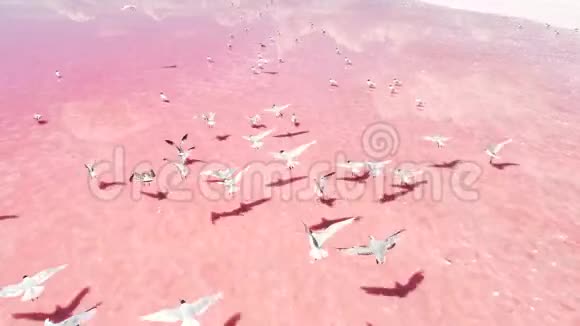 奇异野生动物粉红盐湖居民海鸥视频的预览图