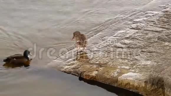 一对鸭子在湖水上游泳视频的预览图