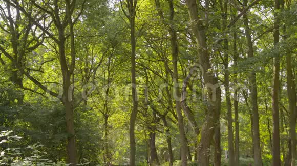 有不同种类树木和植物的森林视频的预览图
