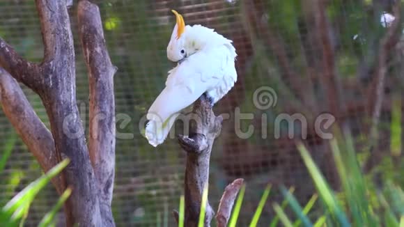 动物园的卡卡杜鹦鹉视频的预览图