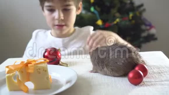 可爱的男孩好奇地看着圣诞装饰品中的灰鼠视频的预览图