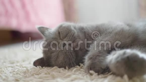 睡灰猫在猫地板上视频的预览图