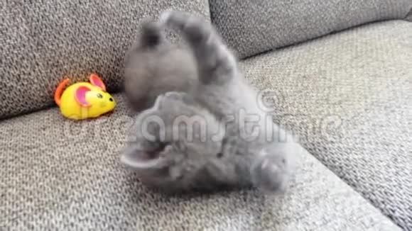 苏格兰直小猫玩老鼠视频的预览图