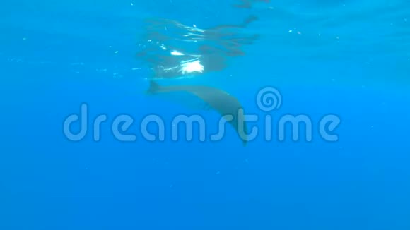 一只巨大的曼塔在清澈的蓝色海洋中游泳视频的预览图