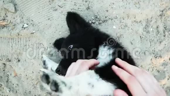 可爱小狗的特写肖像雌性的手在海滩上抚摸和抓小可爱小狗狗咬和视频的预览图