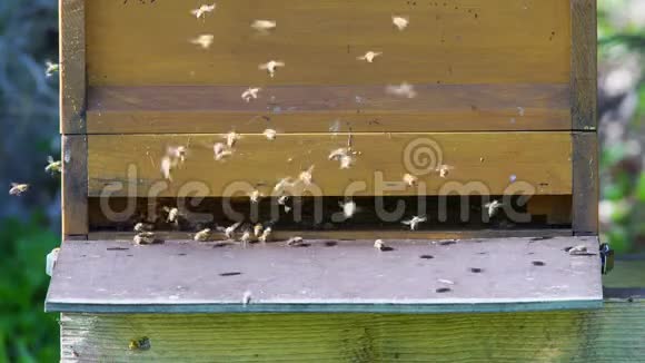 蜜蜂在蜂巢外面盘旋视频的预览图