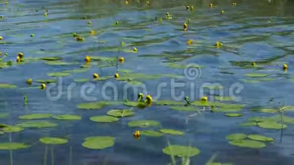 黄色飞溅坞花视频的预览图