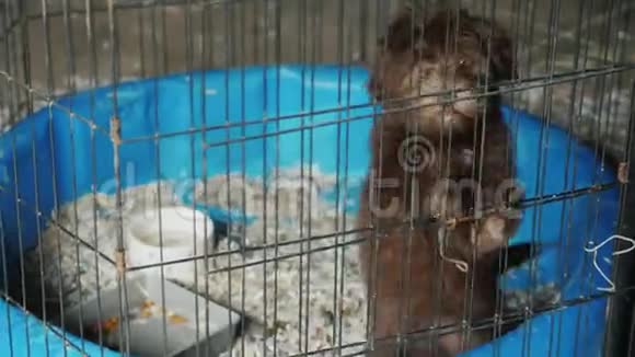 一只小狗坐在笼子里动物的运输和检疫视频的预览图