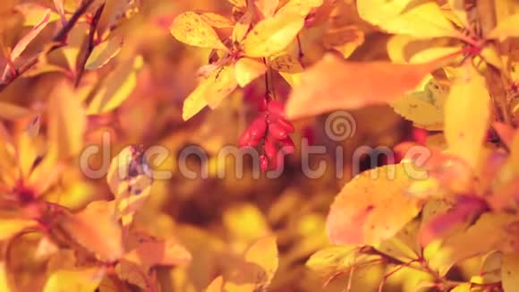 巴宝莉浆果特写在树枝上背景是秋天的黄叶视频的预览图
