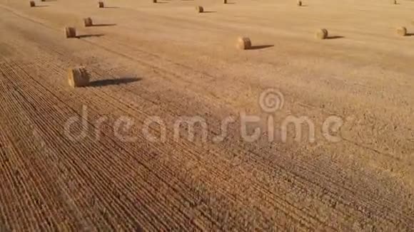 收割完小麦后在田里的圆捆稻草上飞来飞去视频的预览图