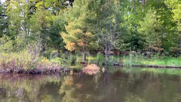 齐普瓦河沿岸的森林河流平静地反射到水面上视频的预览图
