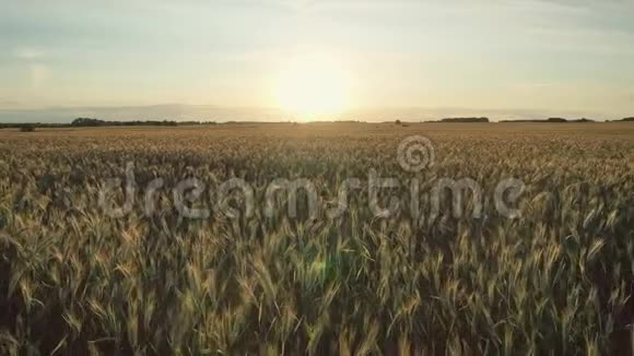 在夕阳下空中飞越金穗成熟的小麦农田视频的预览图