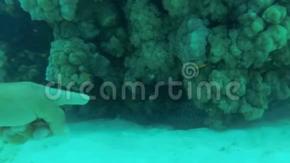 海底珊瑚礁上的鳗鱼穆雷纳红海水下世界视频的预览图