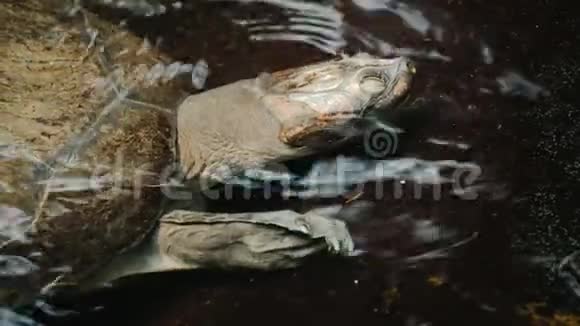 一只水中的大海龟可见的头部和盔甲外壳视频的预览图